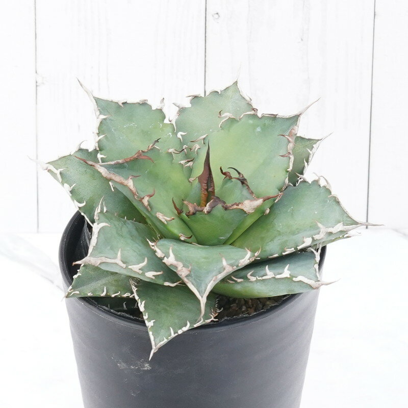 アガベ・チタノタ 「福建白鯨」※ 狂刺夕映　3.5号鉢のサムネイル