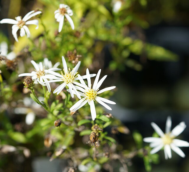 屋久島ノコンギクのサムネイル
