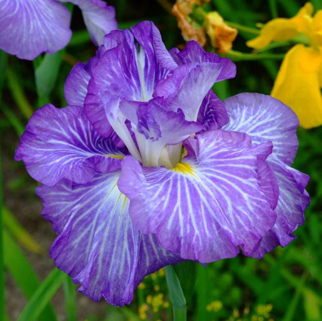 【2023年春～開花見込み】花菖蒲「雲井竜」 4号ポット植えのサムネイル
