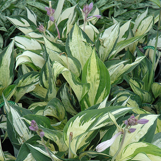 ホスタ レボリューション 花の苗物 5号 15cm ポット植え 苗物 お得な10ポットセット 四国ガーデン支店