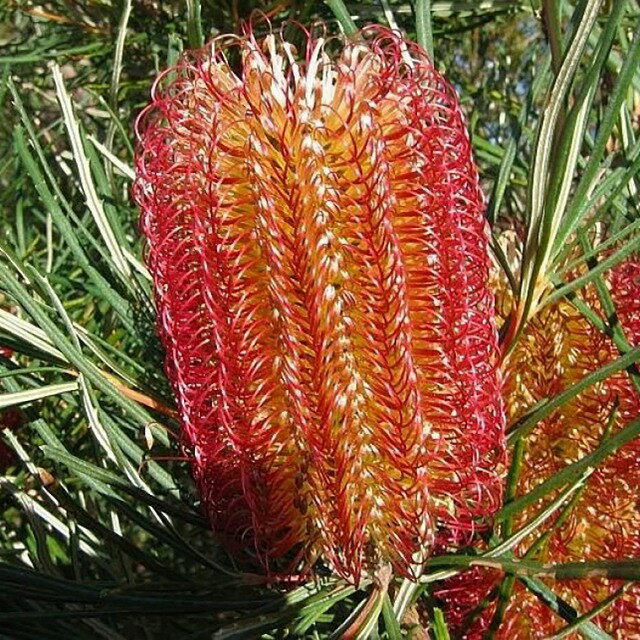 Banksia occidentalis 　 樹高2-3m 耐寒性：-6℃。 【耐寒性】中 【日照】日向　 【水やり】普通　 【ヤマモガシ科】　 【花期】11-5月　 ※栽培環境により花色は多少変化することがあります バンクシア オーストラリア固有の植物で、1770年にジェームズ・クックの最初の航海中にこの植物を採集した イギリスの植物学者ジョゼフ・バンクス卿にちなんでその名が付けられた。 育て方 用土…酸性用土を好むので、鹿沼土、赤玉土、パーライト、軽石、ピートモスなどを配合し 水はけと水持ち、通気性に優れた用土を使用する。 水切れを起こすとそのまま枯れてしまう事もあるので、注意が必要。 過度な水やりは根を腐らせることがあるので、しっかり乾いてからたっぷりと潅水を行う。 置き場…日当たりと風通しが良い場所で管理を行う。 肥料…バンクシアはリン酸の吸収率が高いプロテオイド根という特殊な根を持つ。 リン酸分の多い肥料を与えると根を傷める為、秋と春に低リン酸（リン酸無し）の肥料を与える。 植え替え…特殊な根を持つため、植え替え時に根をいじると枯れる事がある。 植え替えは慎重に根を切らない様に行う。