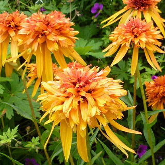 【宿根草】エキナセア「マーマレード」4号ロングポットのサムネイル