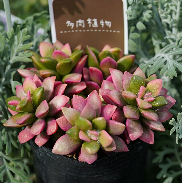 《多肉植物》桜吹雪　2.5号ポットのサムネイル