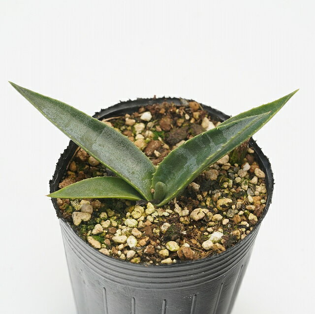 Agave americana subsp. protoamericana アガベ アメリカーナ　”プロトアメリカーナ” アメリカーナの亜種で、アメリカーナ程は大きくならず葉幅も広い。 成長するにつれパウダーブルーが強くなり、耐寒性も高い為地植えで利用できる。 耐寒性：-10℃ 最大草丈：250センチ、最大株幅：250センチ 商品の性質上、細かな傷やトゲ折れ等が御座います事ご理解ください。