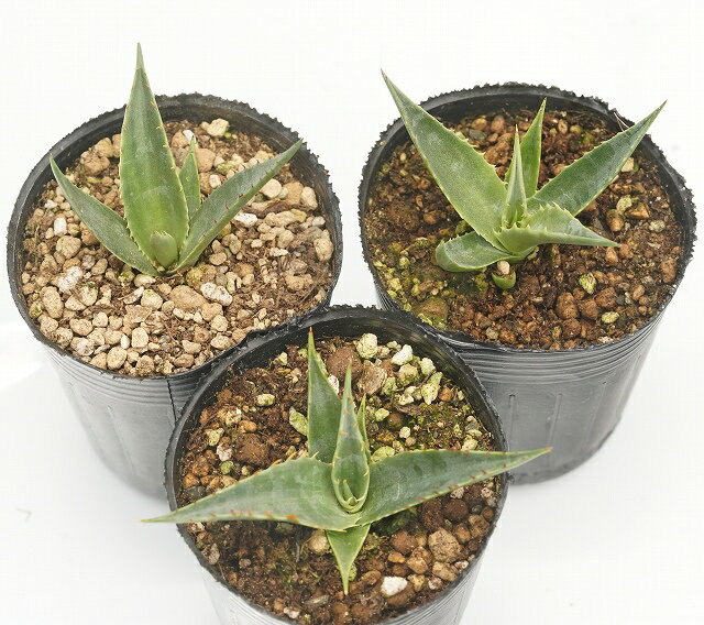 Agave deserti var. simplex アガベ・デザーティ　シンプレックス 南カリフォルニアとメキシコのバハカリフォルニア北部に自生するアガベの一種。 小苗時には赤いトゲが美しく、成長するにつれ葉が青白くなる。 場所によっては標高1620mの高地に自生している。 アガベの中でも特に乾燥した場所を好む為、水の遣りすぎに注意が必要。 最大草丈：80cm　最大株幅：80cm 耐寒性-8℃ 商品の性質上、細かな傷やトゲ折れ等が御座います事ご理解ください。