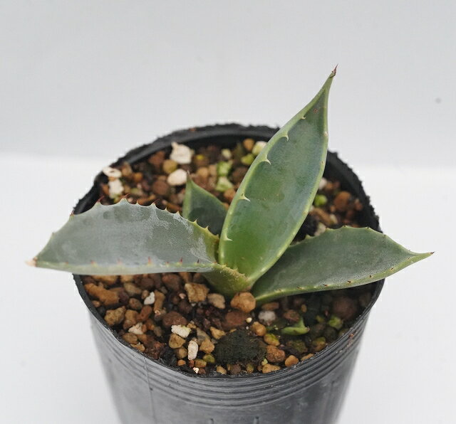 アガベ・テマカプリネンシス　2号ロングポットのサムネイル