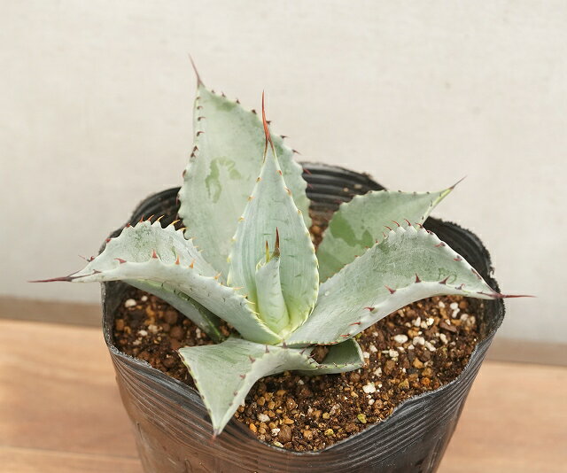 アガベ・テマカプリネンシス　5号ポットのサムネイル