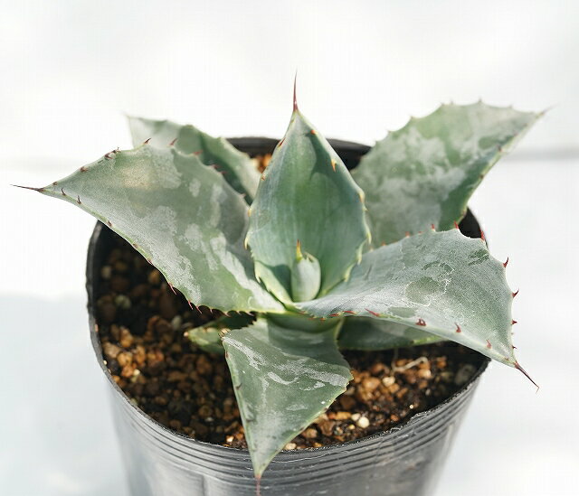 アガベ・テマカプリネンシス　3号ロングポットのサムネイル