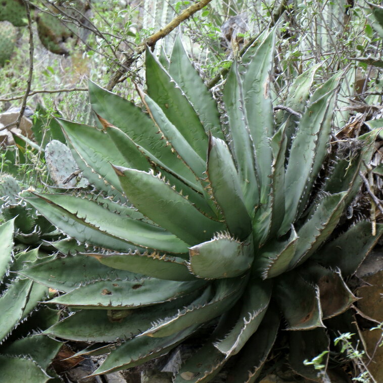 ロックガーデンとは 失敗しない庭の作り方やおすすめの植物をご紹介 暮らし の