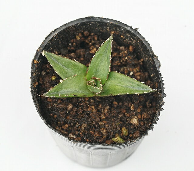 アガベ・ビクトリアレギネ”笹の雪”　2号ロングポットのサムネイル