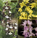 【2021年春〜 開花見込み株】【山野草】原種エビネ 3種セット 【2021年春〜 開花見込み株】【山野草】原種エビネ 3種セット