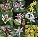 【山野草】ホトトギス銘品5種5株 3号ポット植え