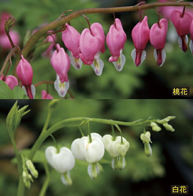 【山野草】タイツリソウ桃・白2色セット（各2ポットの計4ポットセット）のサムネイル