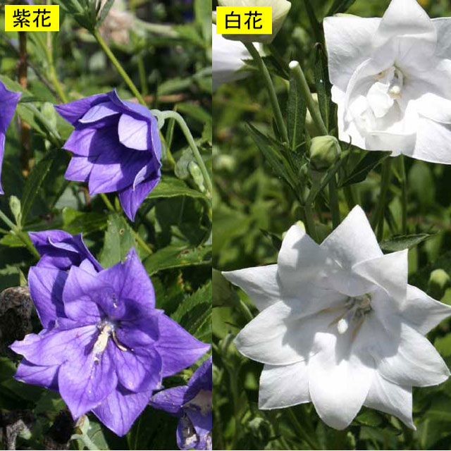 【山野草】八重咲キキョウ　白・紫　各2ポットセット