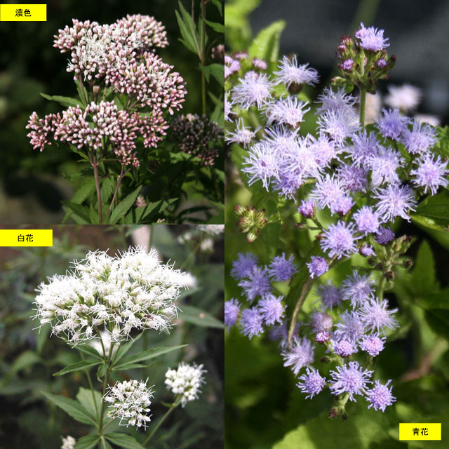 【山野草】フジバカマ3種(濃色・白・青)各2ポットセットのサムネイル