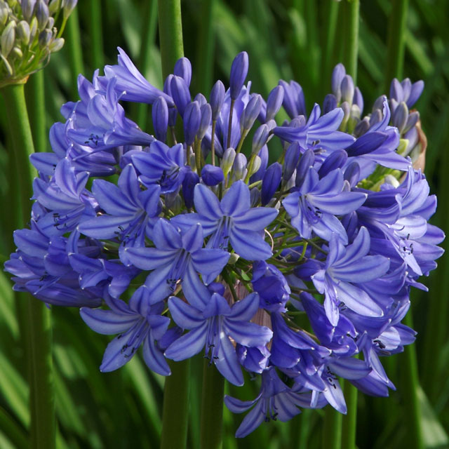 アガパンサス「ミッドナイト・ブルー」5号(15cm)ポット植えのサムネイル