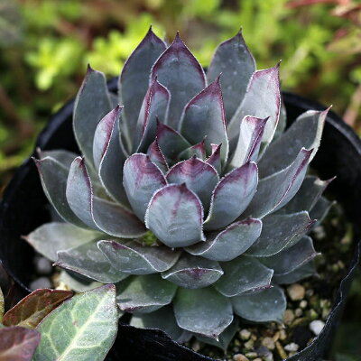 センペルビウムの育て方 剪定 開花させるコツや増やし方を紹介 2ページ目 Botanica センペルビウムの育て方 剪定 開花させるコツや増やし方を紹介 2ページ目 Botanica