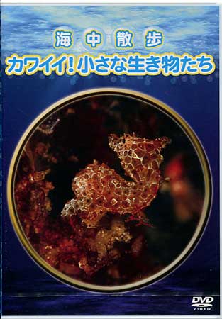 海中散歩 ～カワイイ！小さな生き物たち～ [DVD]