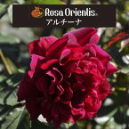 送料無料【アルチーナ　6号鉢　春開花株】鉢植え バラ 薔薇 ロサ オリエンティス 大苗 開花苗