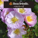 送料無料【ベルスーズ 6号鉢 春開花株】鉢植え バラ 薔薇 ロサ オリエンティス 大苗 開花苗