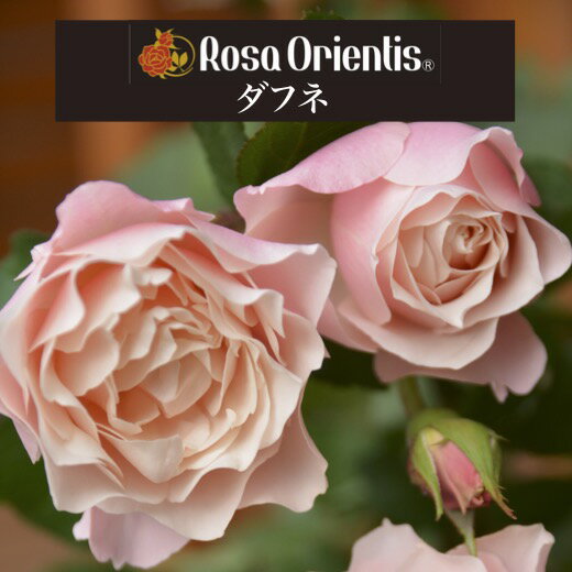 送料無料【ダフネ　新苗4号鉢】鉢植え バラ 薔薇 ロサ オリエンティス