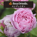 送料無料【エンデュミオン　新苗4号鉢】鉢植え バラ 薔薇 ロサ オリエンティス