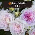 送料無料【キルケ　新苗4号鉢】鉢植え バラ 薔薇 ロサ オリエンティス