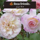 送料無料鉢植え バラ 薔薇 ロサ オリエンティス 大苗 開花苗