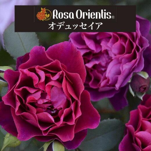 送料無料鉢植え バラ 薔薇 ロサ オリエンティス 大苗 7号鉢 7寸