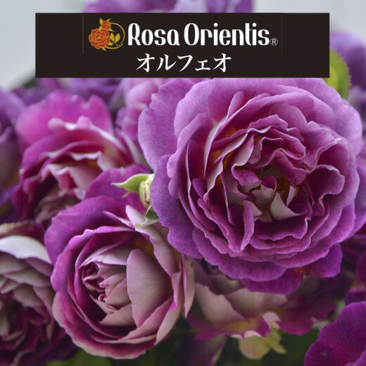 送料無料鉢植え バラ 薔薇 ロサ オリエンティス