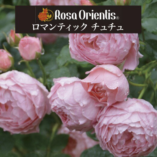 【2026年 早期予約】送料無料【ロマンティック チュチュ　新苗4号鉢】鉢植え バラ 薔薇 ロサ オリエンティス ロマンティックチュチュ ロマンチック　チュチュ ロマンチックチュチュ