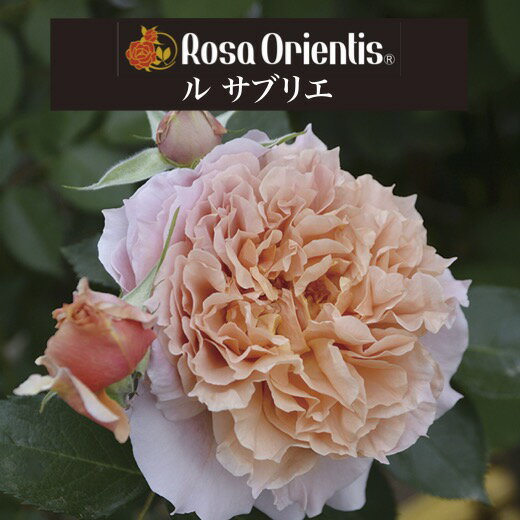 送料無料【ル サブリエ　新苗4号鉢】鉢植え バラ 薔薇 ロサ オリエンティス ルサブリエ