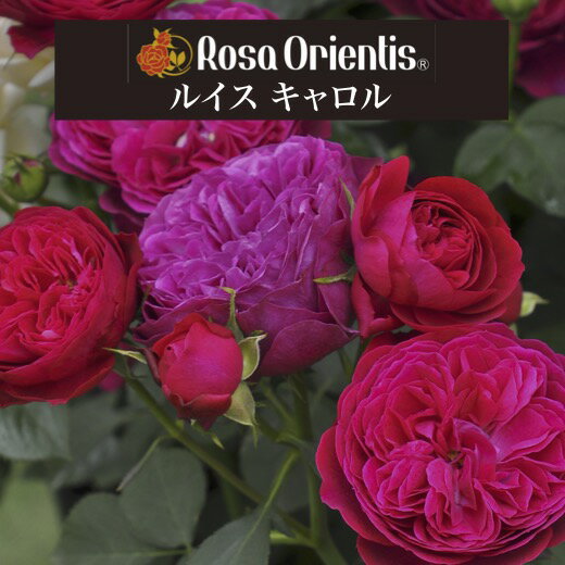 【早期予約】送料無料【ルイス キャロル　新苗4号鉢】鉢植え バラ 薔薇 ロサ オリエンティス ルイスキャロルのサムネイル
