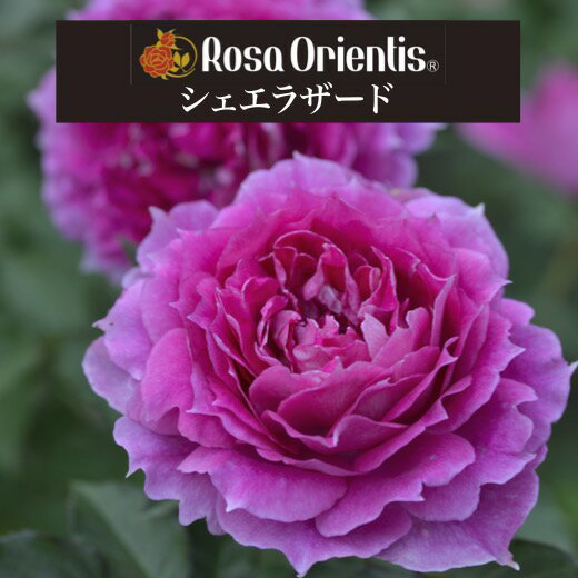 送料無料【シェエラザード　新苗4号鉢】鉢植え バラ 薔薇 ロサ オリエンティス