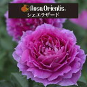 送料無料鉢植え バラ 薔薇 ロサ オリエンティス 大苗 6号鉢 開花苗