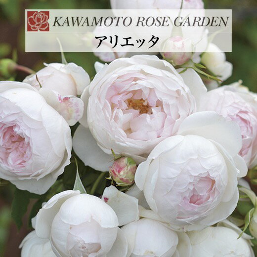 送料無料【アリエッタ　6号鉢　春開花株】鉢植え バラ 薔薇 河本バラ園 大苗 開花苗のサムネイル