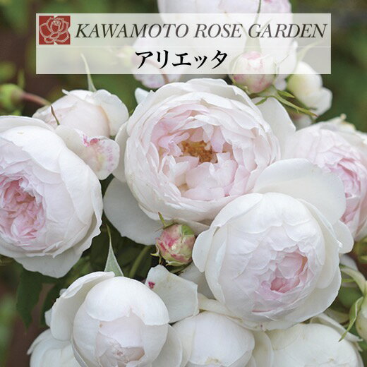 送料無料【アリエッタ　6号鉢　春開花株】鉢植え バラ 薔薇 河本バラ園 大苗 開花苗