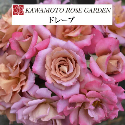 【2026年 早期予約】送料無料【ドレープ　新苗4号鉢】鉢植え バラ 薔薇 河本バラ園 ローズ