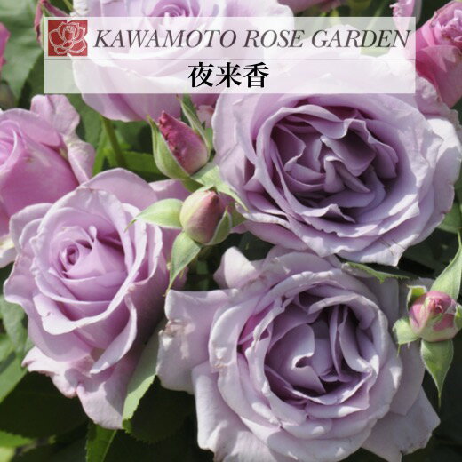 送料無料【夜来香　新苗4号鉢】鉢植え バラ 薔薇 河本バラ園のサムネイル
