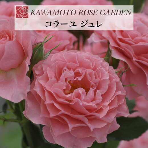 送料無料【コラーユ ジュレ　6号鉢　秋大苗予約】鉢植え バラ 薔薇 河本バラ園 大苗 開花苗のサムネイル