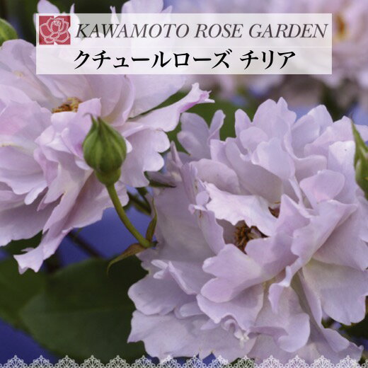 送料無料【クチュールローズ チリア　新苗4号鉢】鉢植え バラ 薔薇 河本バラ園のサムネイル