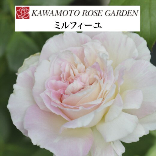 【2026年 早期予約】送料無料【ミルフィーユ　新苗4号鉢】鉢植え バラ 薔薇 河本バラ園 ローズ