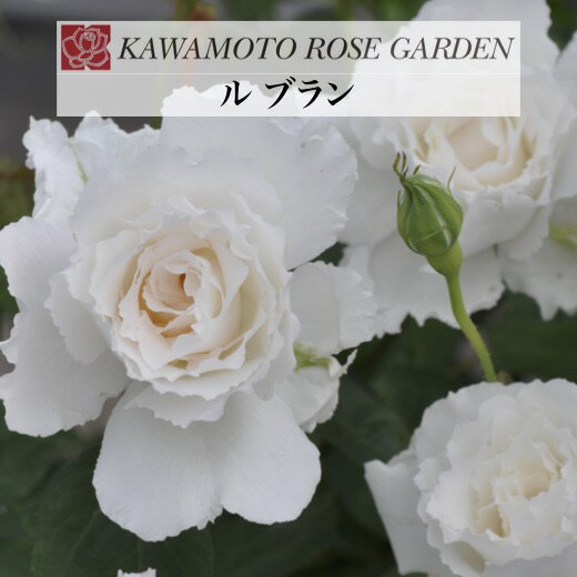 【早期予約】送料無料【ル ブラン　新苗4号鉢】鉢植え バラ 薔薇 河本バラ園 ローズ ルブランのサムネイル