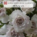 送料無料【サフィレット 新苗4号鉢】鉢植え バラ 薔薇 河本バラ園 ローズ