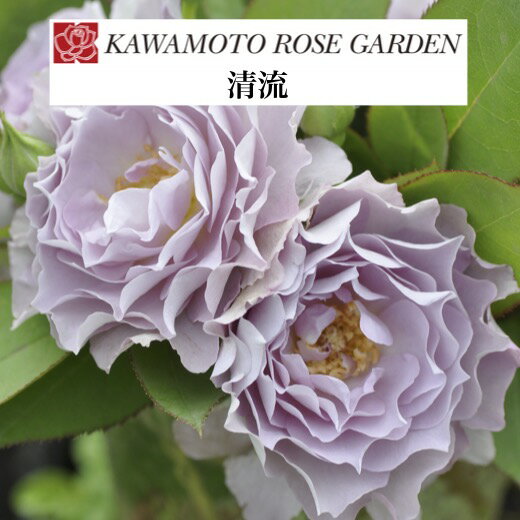 【2026年 早期予約】送料無料【清流　新苗4号鉢】鉢植え バラ 薔薇 河本バラ園 ローズ 岐阜