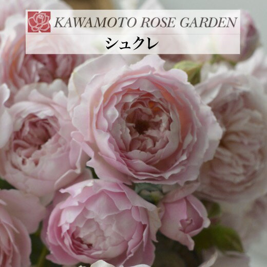 【2026年 早期予約】送料無料【シュクレ　新苗4号鉢】鉢植え バラ 薔薇 河本バラ園 ローズ