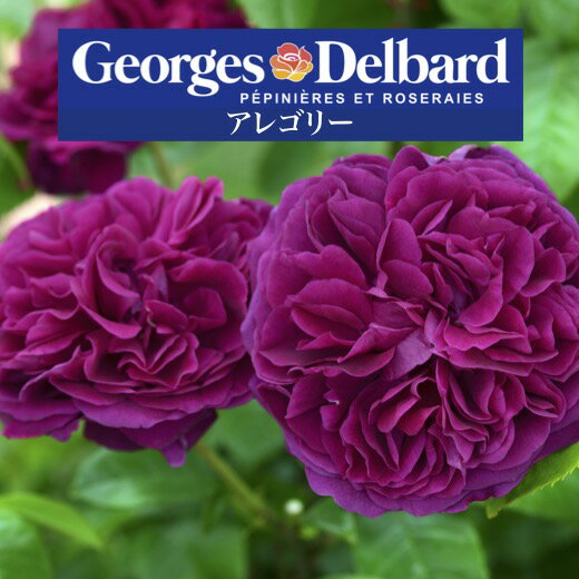 送料無料【アレゴリー　6号鉢　春開花株】鉢植え バラ 薔薇 デルバール 大苗 6号鉢 フレンチローズ 開花苗