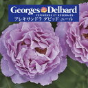 送料無料【アレキサンドラ ダビッド ニール 6号鉢 春開花株】鉢植え バラ 薔薇 デルバール 大苗 6号鉢 フレンチローズ 開花苗 アレキサンドラダビッドニール...