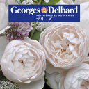 送料無料【ブリーズ 6号鉢 春開花株】鉢植え バラ 薔薇 デルバール 大苗 フレンチローズ 開花苗