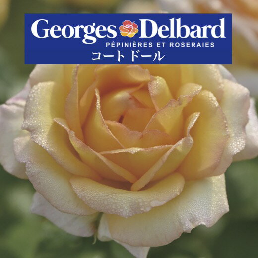 送料無料【コート ドール 6号鉢 春開花株】鉢植え バラ 薔薇 デルバール 大苗 6号鉢 フレンチローズ 開花苗 コートドール